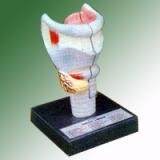 HUMAN LARYNX